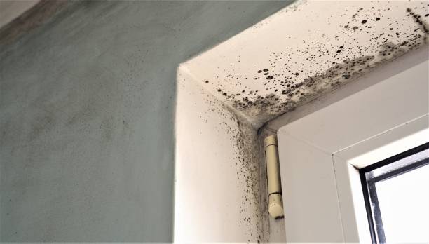 Mold Remediation for Rental Properties in Imlay City, MI