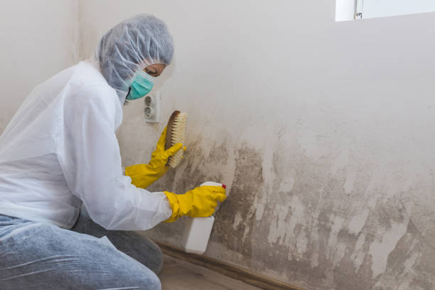 Best Airborne Mold Testing  in Imlay City, MI