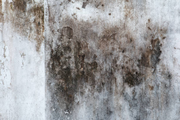 Imlay City, MI Mold Removal Company