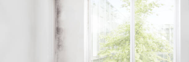 Best Indoor Air Quality Assessment  in Imlay City, MI