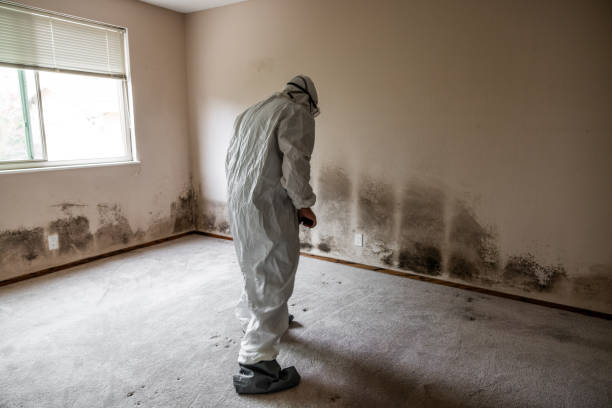 Best Biohazard Mold Removal  in Imlay City, MI