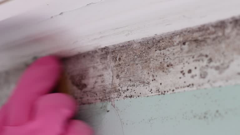 Best Mold Damage Restoration  in Imlay City, MI
